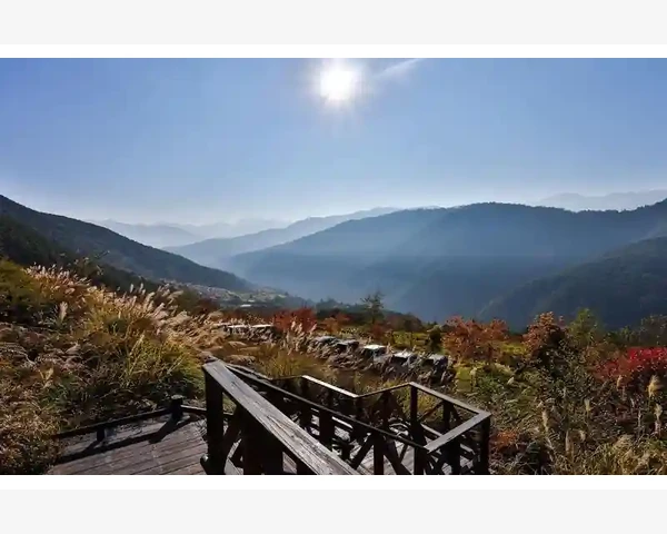 双黄连：清热解毒，是否对脾胃有害？